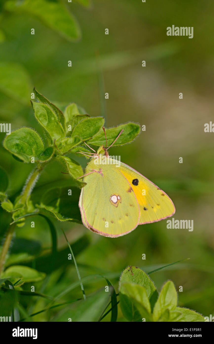 Clouded yellow (Colias croceus) butterfly Stock Photo Alamy