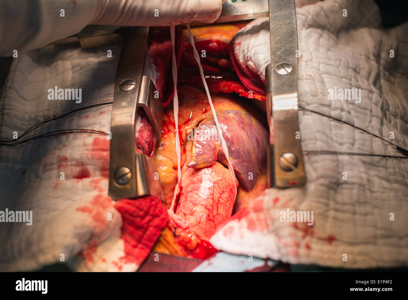 Heart anatomy Stock Photo