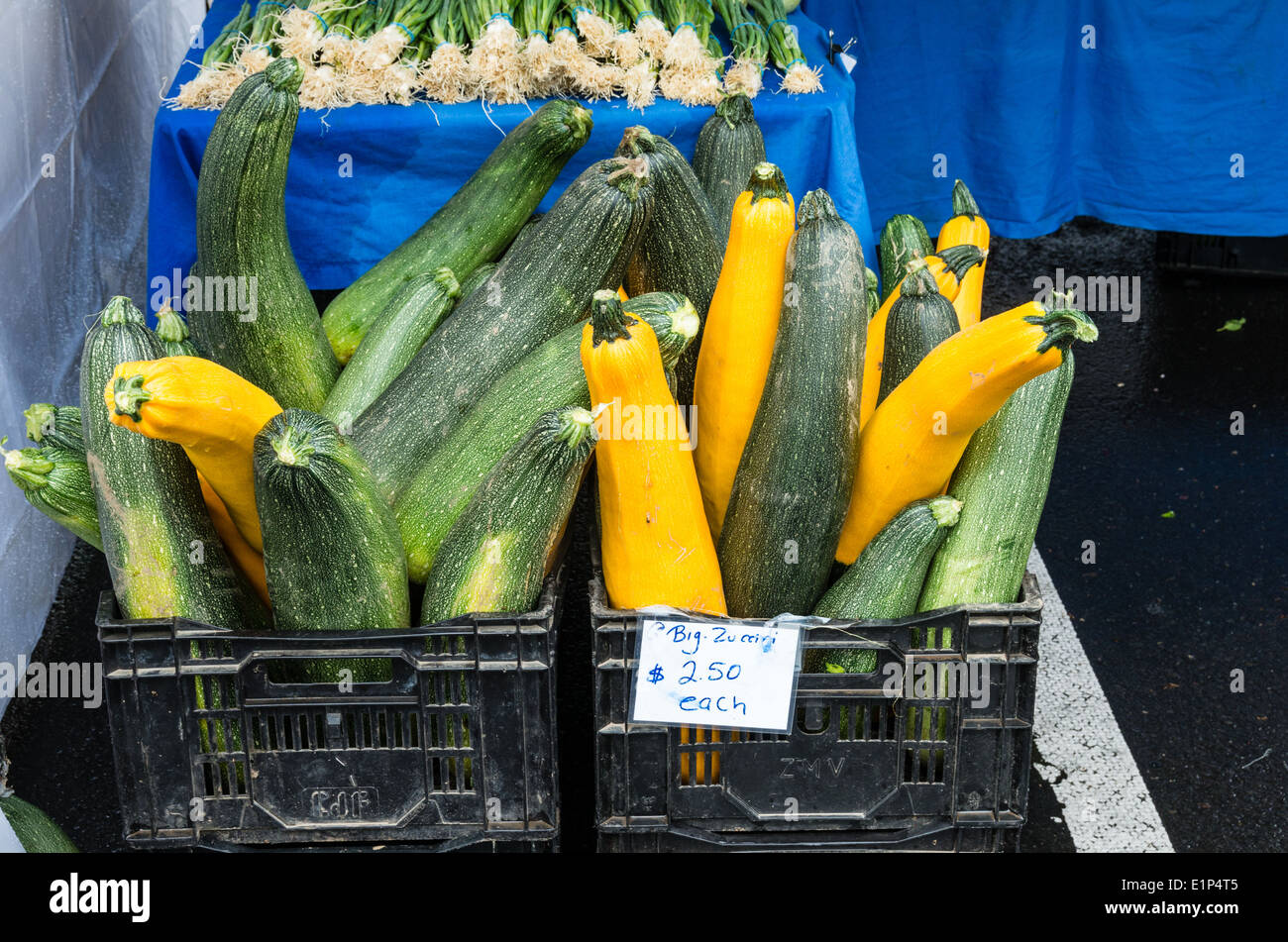 Display of summer squash at a farmers market.  Beaverton Oregon Stock Photo