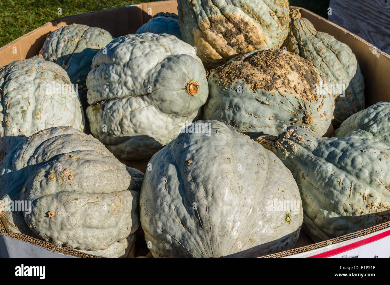 Blue Hubbard squash in bulk display at farmers market.  Parkdale Oregon Stock Photo
