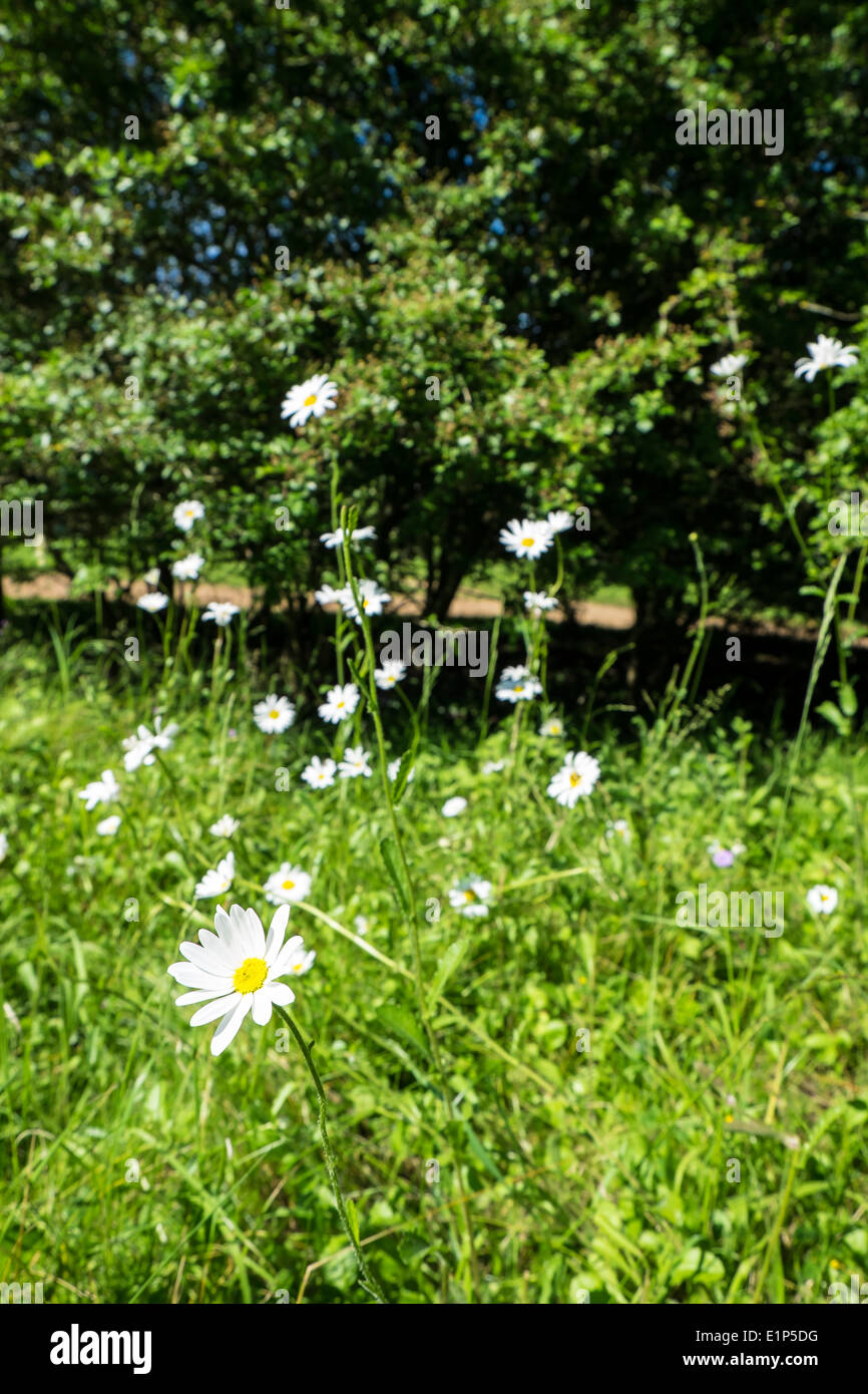 Oxeye daisy in bed of daisies in parkland Stock Photo Alamy
