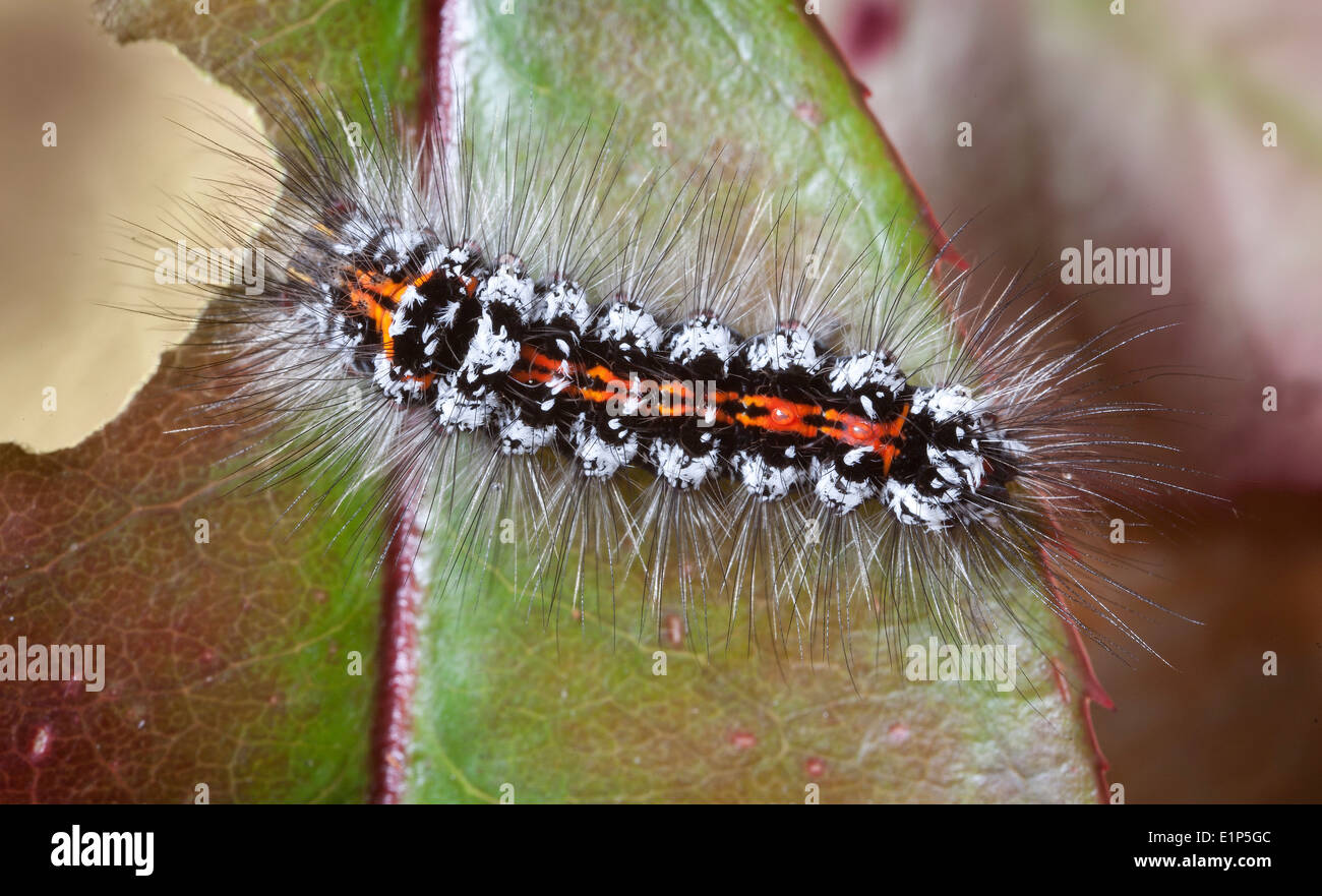 Caterpillar of a Yellow-tail, Gold-tail Moth or Swan Moth ( Euproctis simi ) Bedfordshire, UK Stock Photo