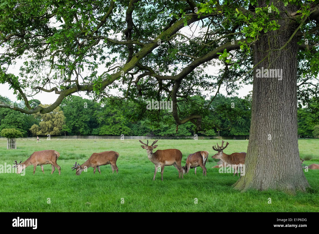 Bushy Park in Hampton, Middlesex, near London. UK. Stock Photo