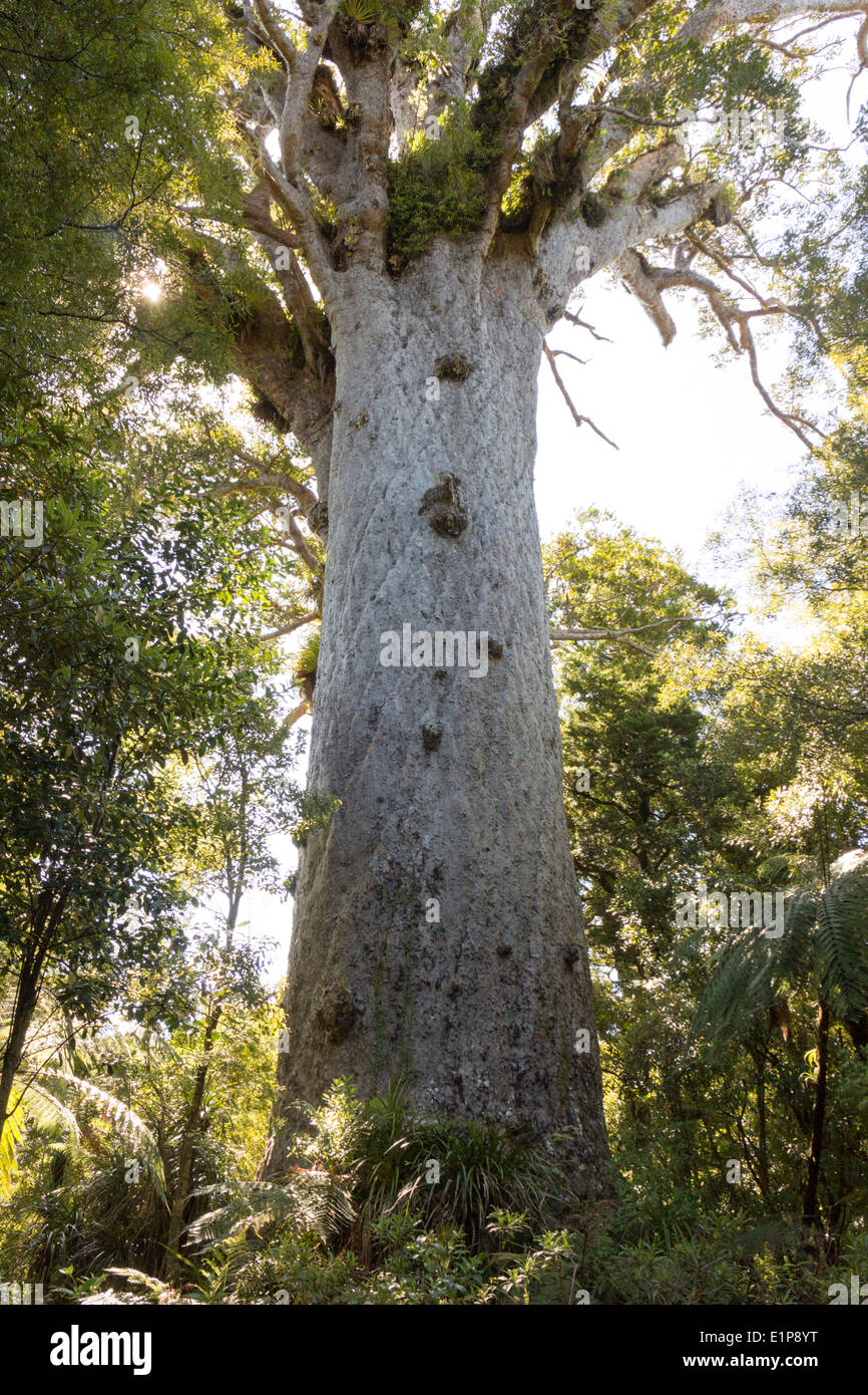 New Zealand 2013-2014. Waipoua Kauri Forest, Northland. Tane Mahuta, largest surviving Kauri tree. Stock Photo