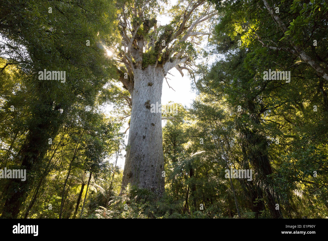 New Zealand 2013-2014. Waipoua Kauri Forest, Northland. Tane Mahuta, largest surviving Kauri tree. Stock Photo