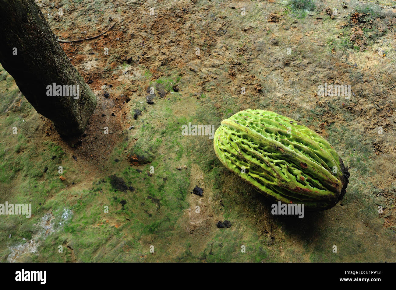 Macambo fruit Type of Cocoa in Industria PANGUANA . Department of