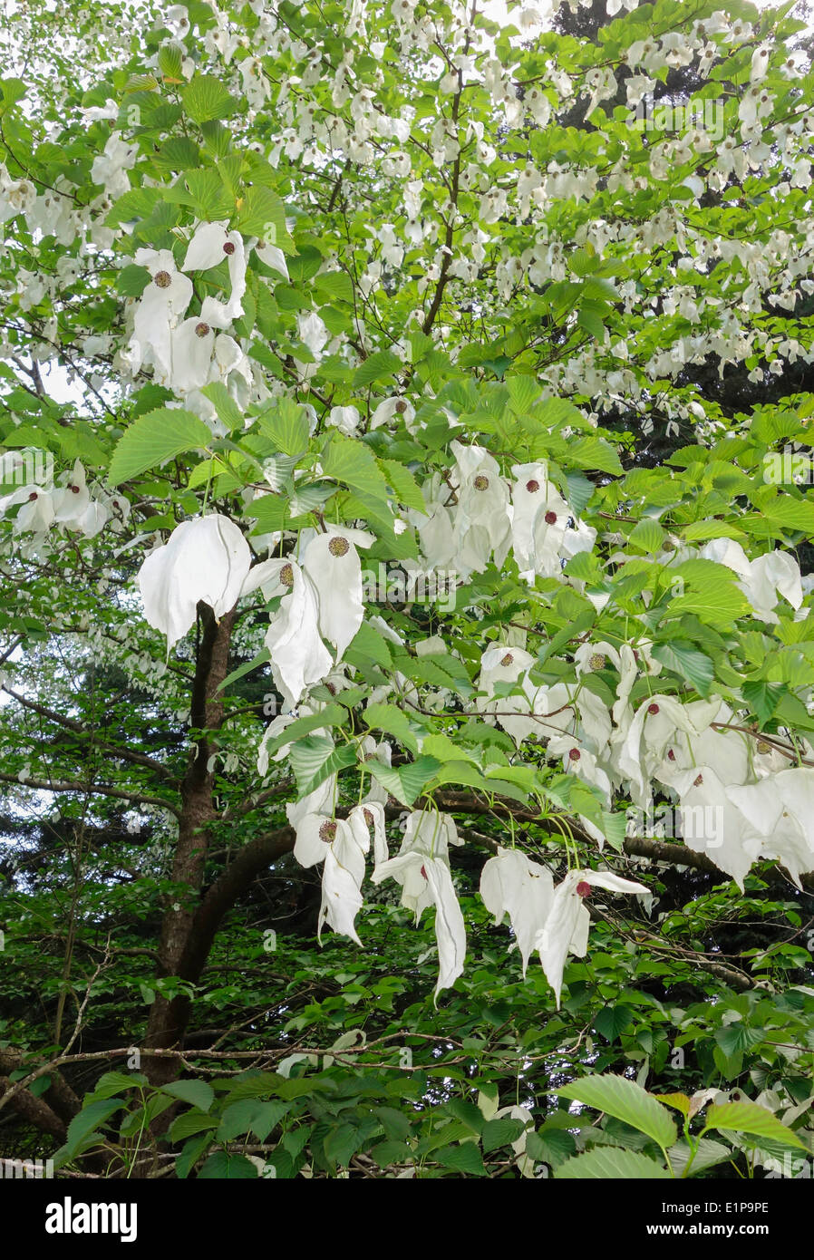 Handkerchief Tree (Davidia involucrata) Queenswood country park and arboretum Dinmore Herefordshire UK Stock Photo
