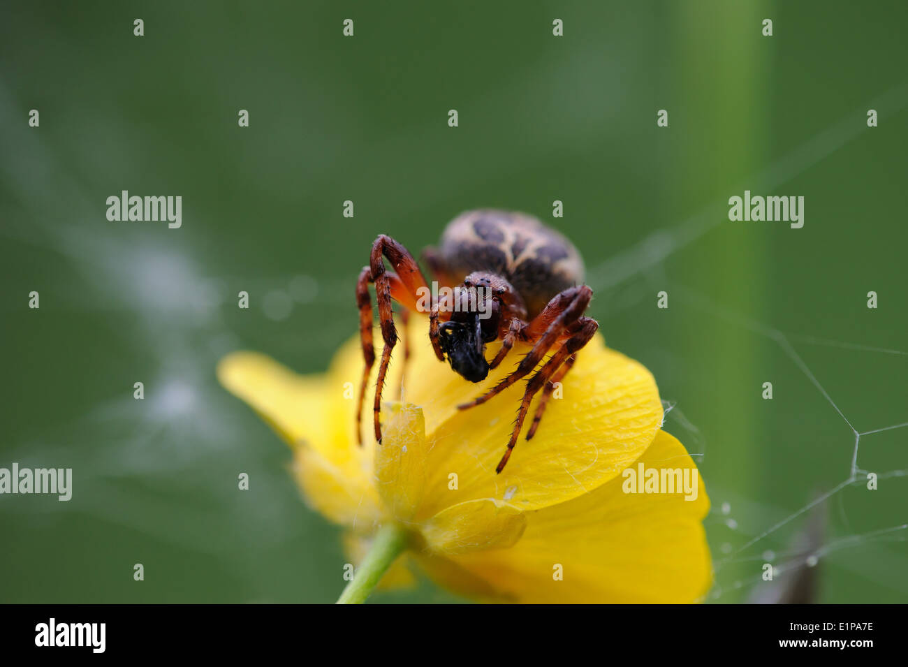 Spider eats a fly caught in the network Stock Photo - Alamy