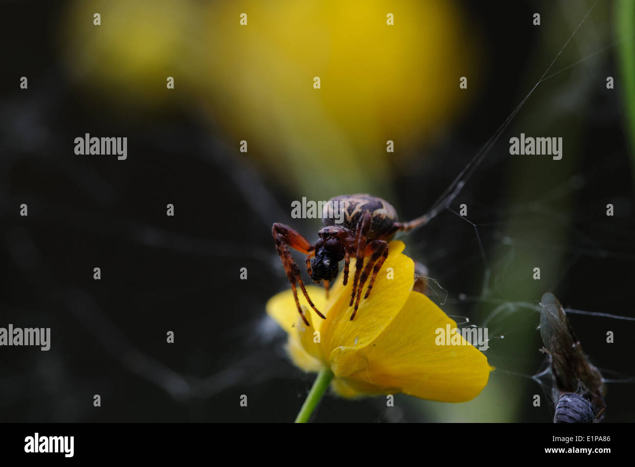 Spider eats a fly caught in the network Stock Photo - Alamy