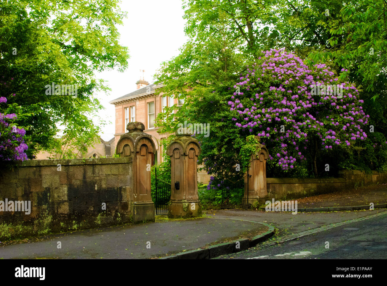 Typical British mansion. Big rhododendron bush near the gates Stock Photo