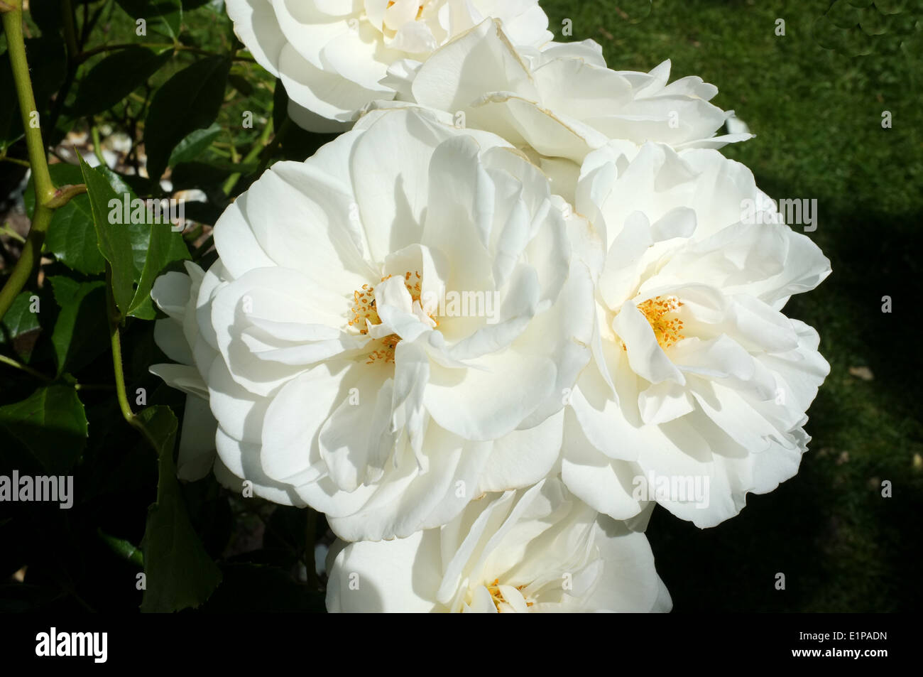 bush of white roses in city of canterbury kent uk 2014 Stock Photo