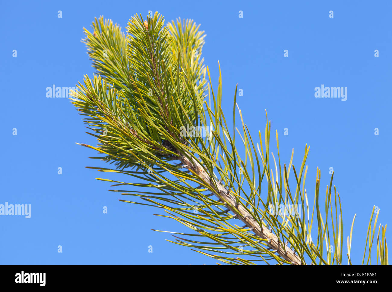 Pine tree branch with fresh green needles Stock Photo