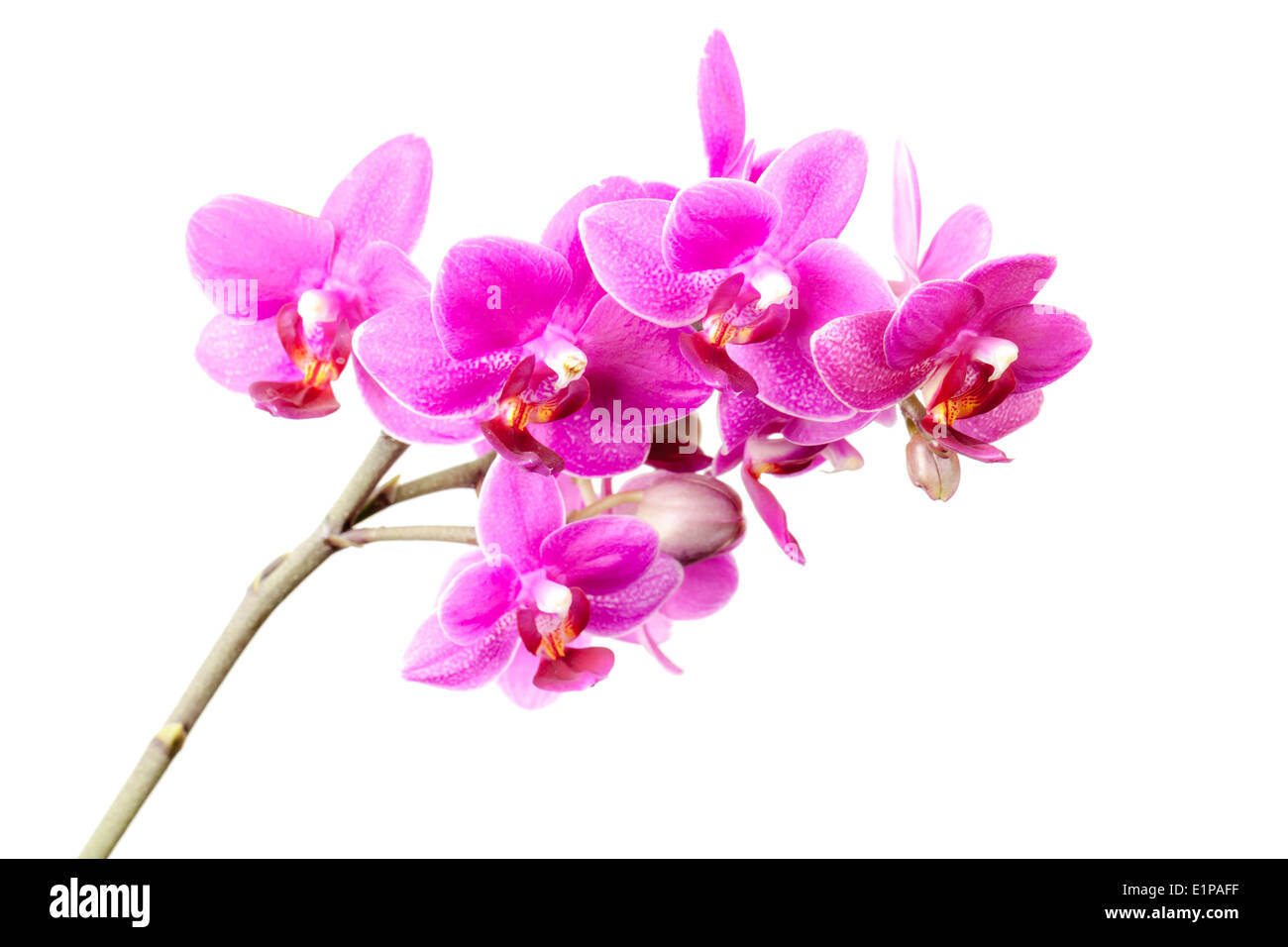 Group of pink orchid flowers isolated on white background Stock Photo ...