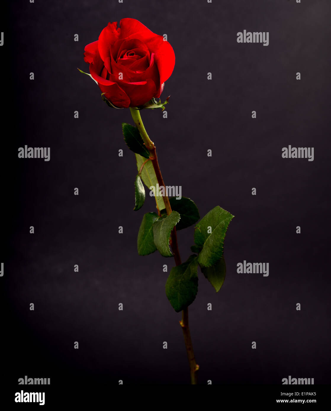 Long stem rose isolated over black Stock Photo