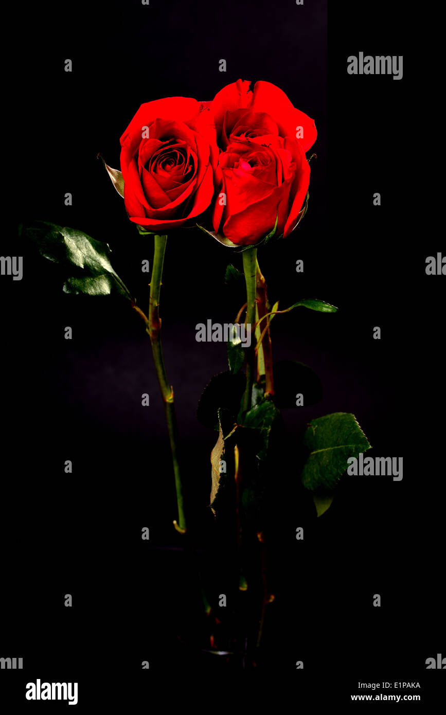 Long stem red roses isolated over black Stock Photo