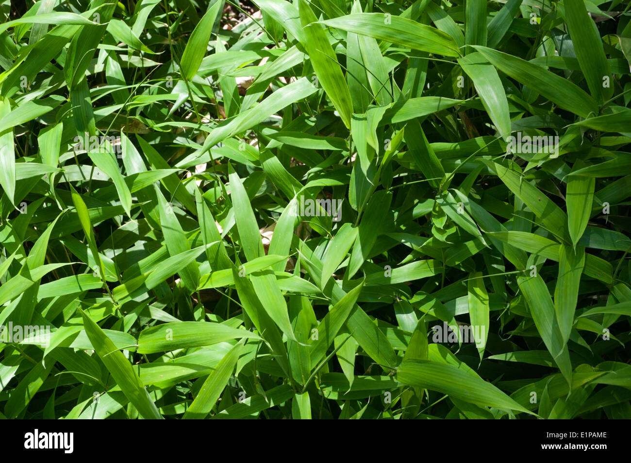 Sasa ramosa, dwarf bamboo. Stock Photo