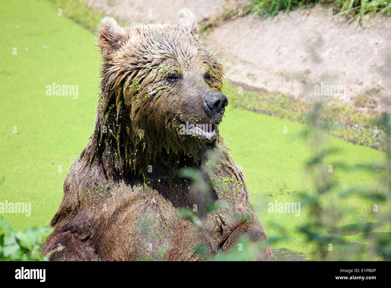 A Eurasian Brown Bear sitting in an aldae filled swamp Stock Photo