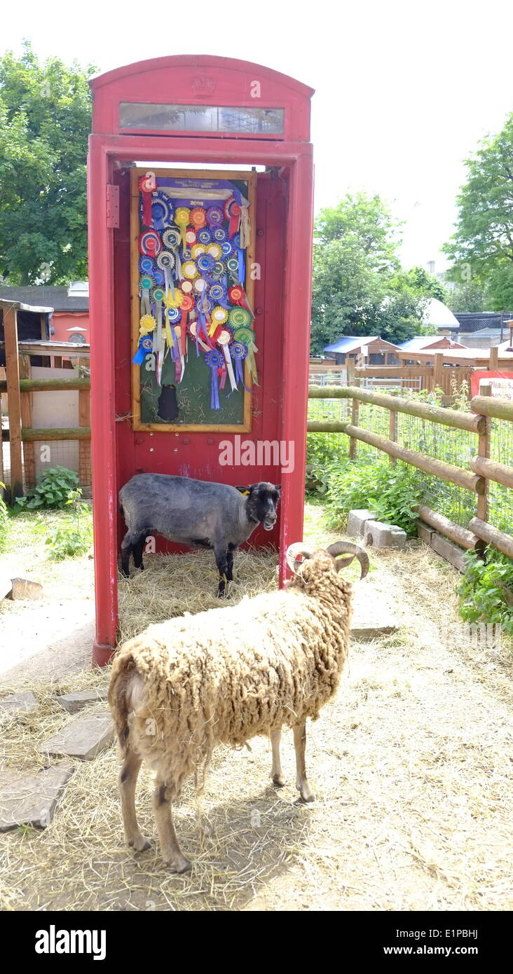 London, UK. 08th June, 2014. Sheep in a red phone box at Sheep and Wool Fayre, Spitalfields city farm, London Credit:  Rachel Megawhat/Alamy Live News Stock Photo