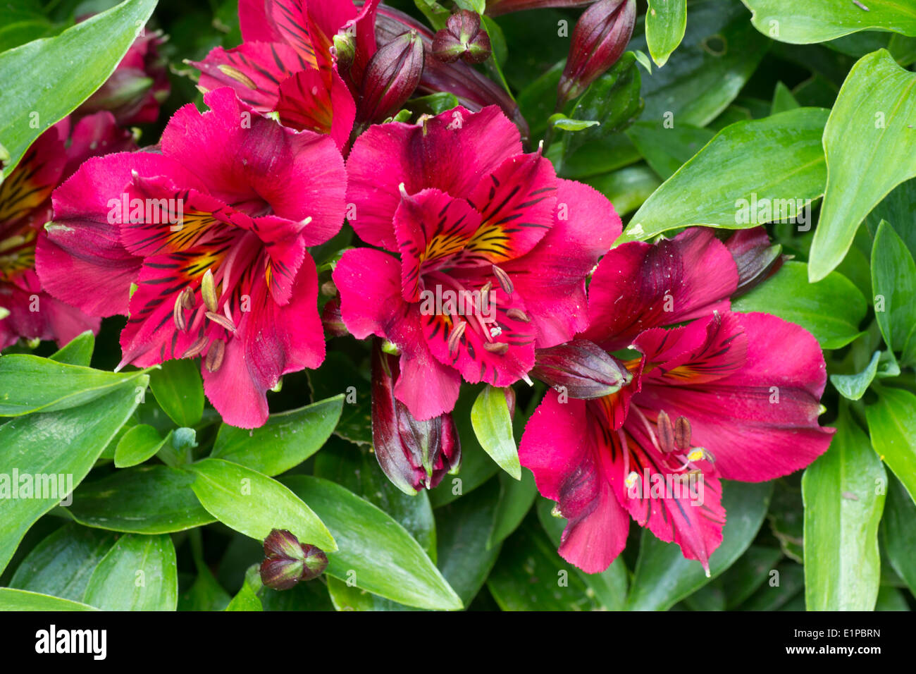 Flowers of the hybrid Alstroemeria 'Princess Leyla' Stock Photo
