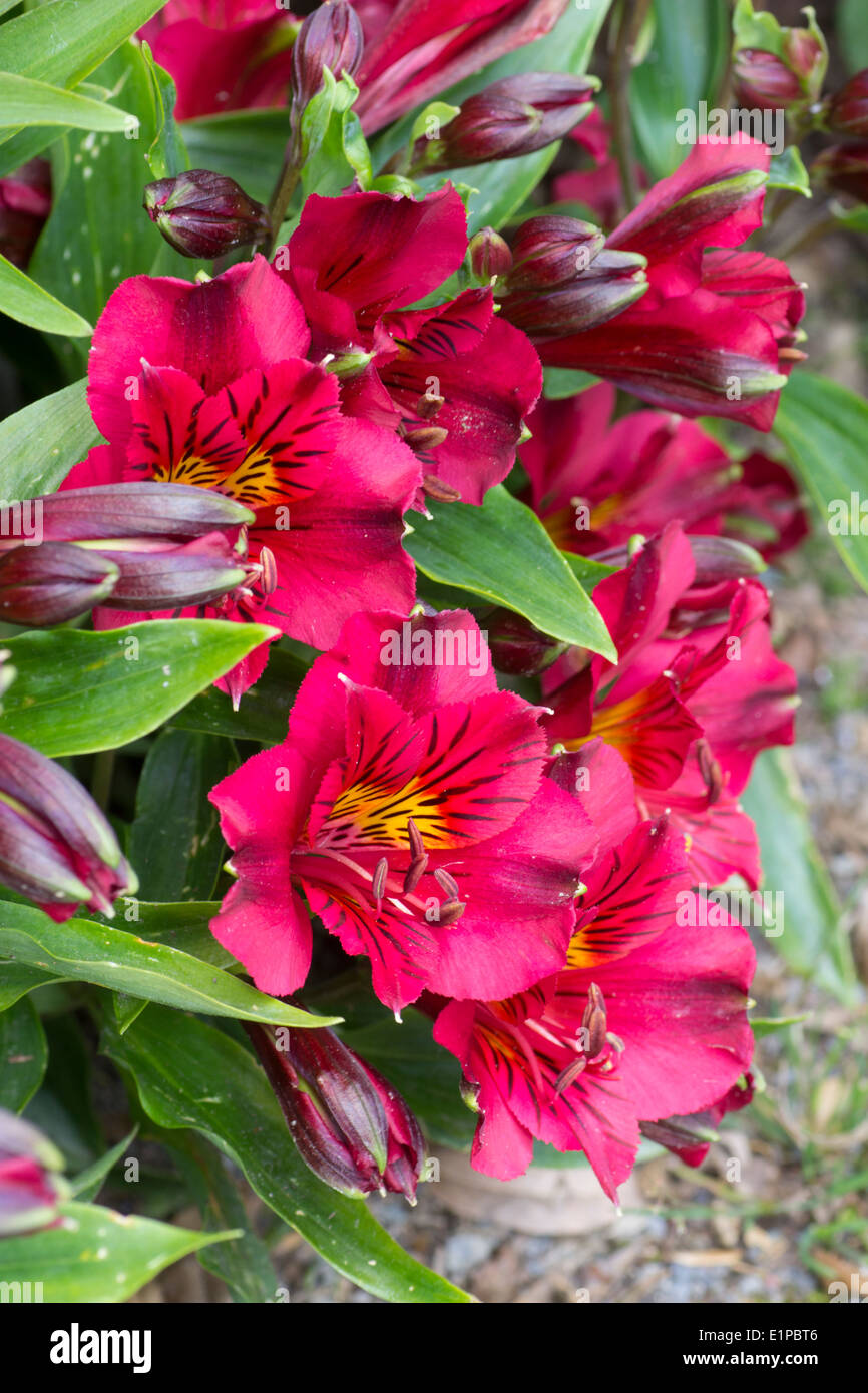 Flowers of the low growing hybrid Alstroemeria 'Princess Leyla' Stock Photo