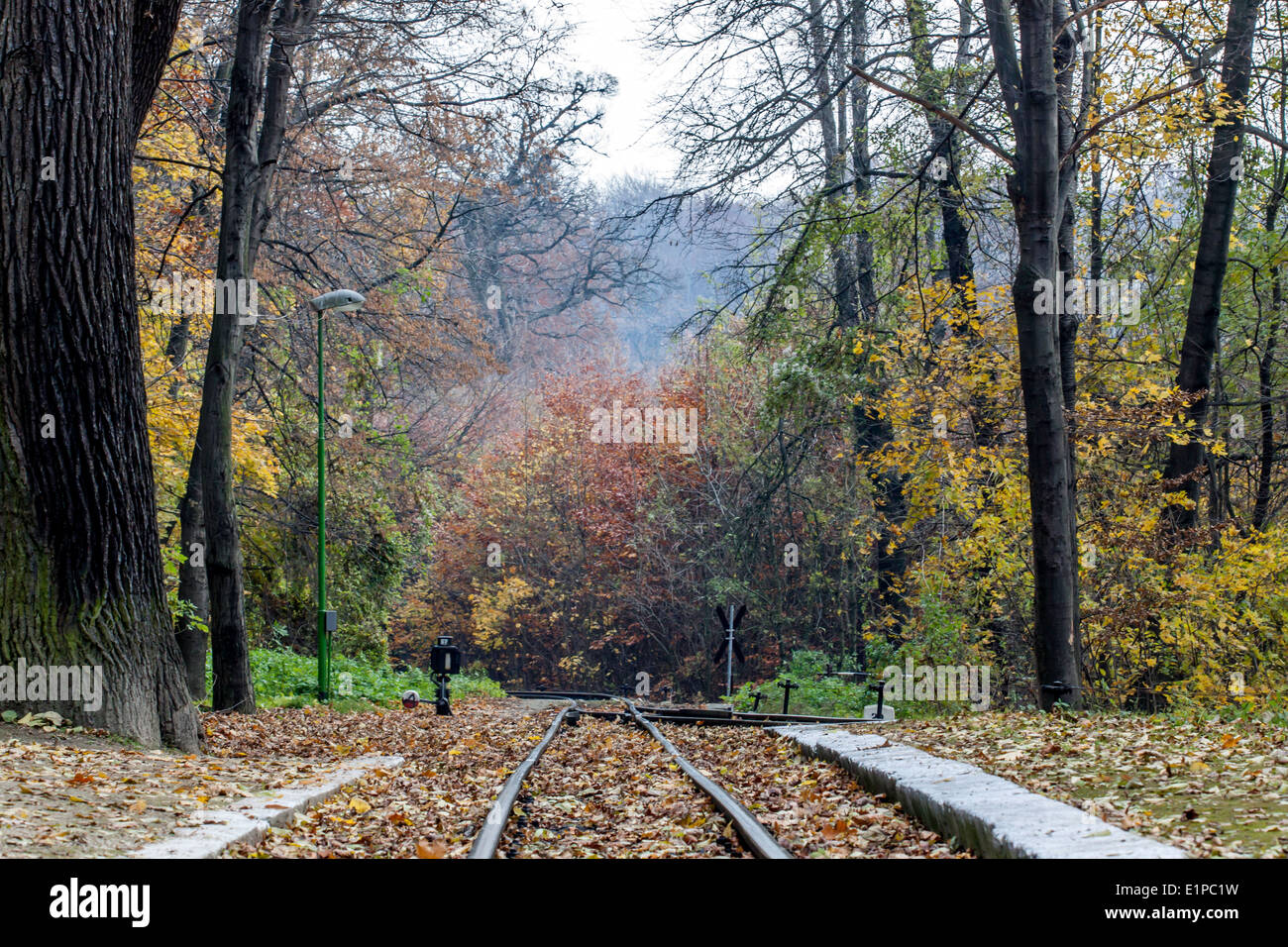 Train track in the colorful autumn forest Stock Photo - Alamy