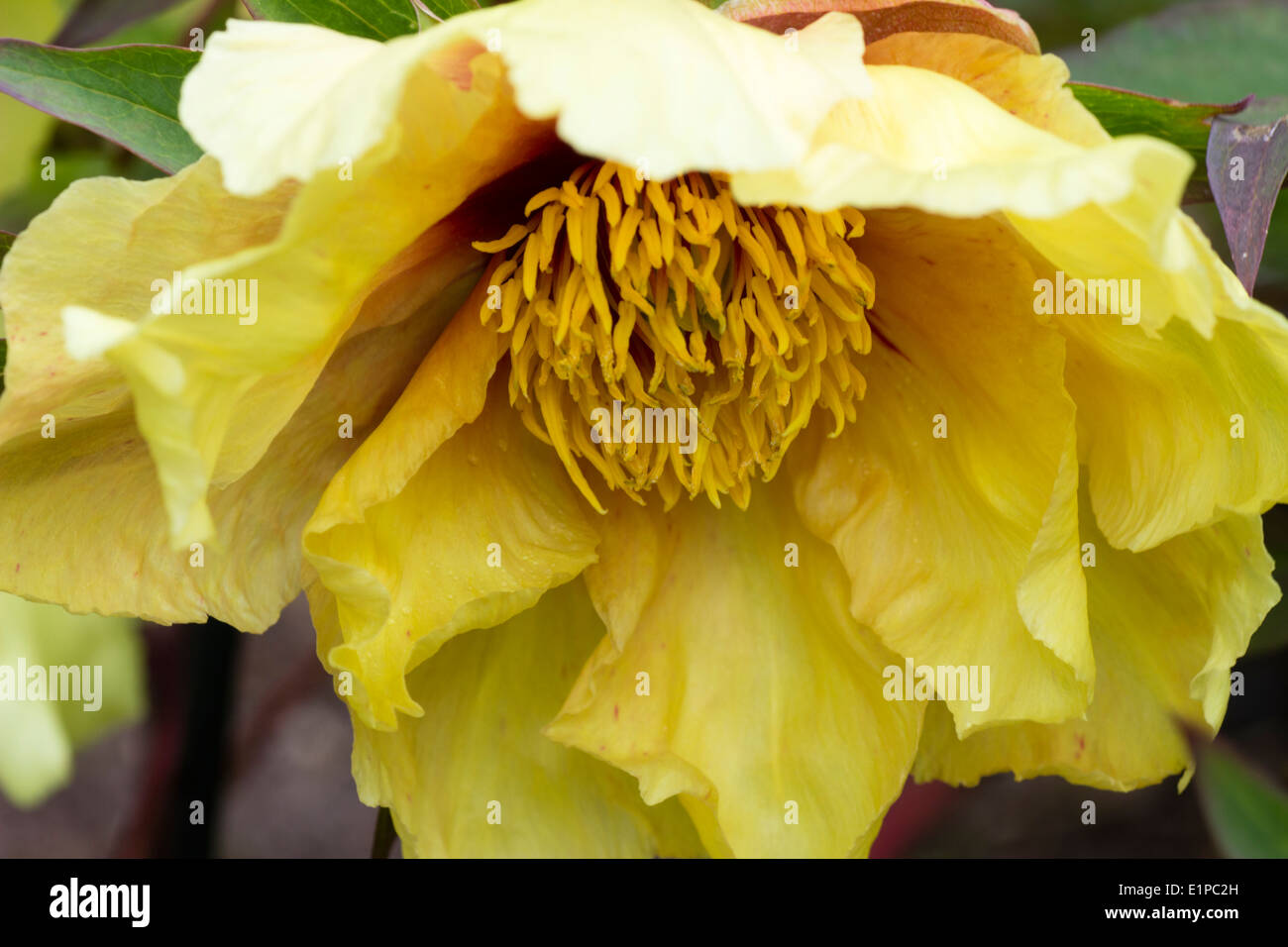 Close up of a single flower of the tree paeony, Paeonia 'Helene Martin' (lutea group) Stock Photo