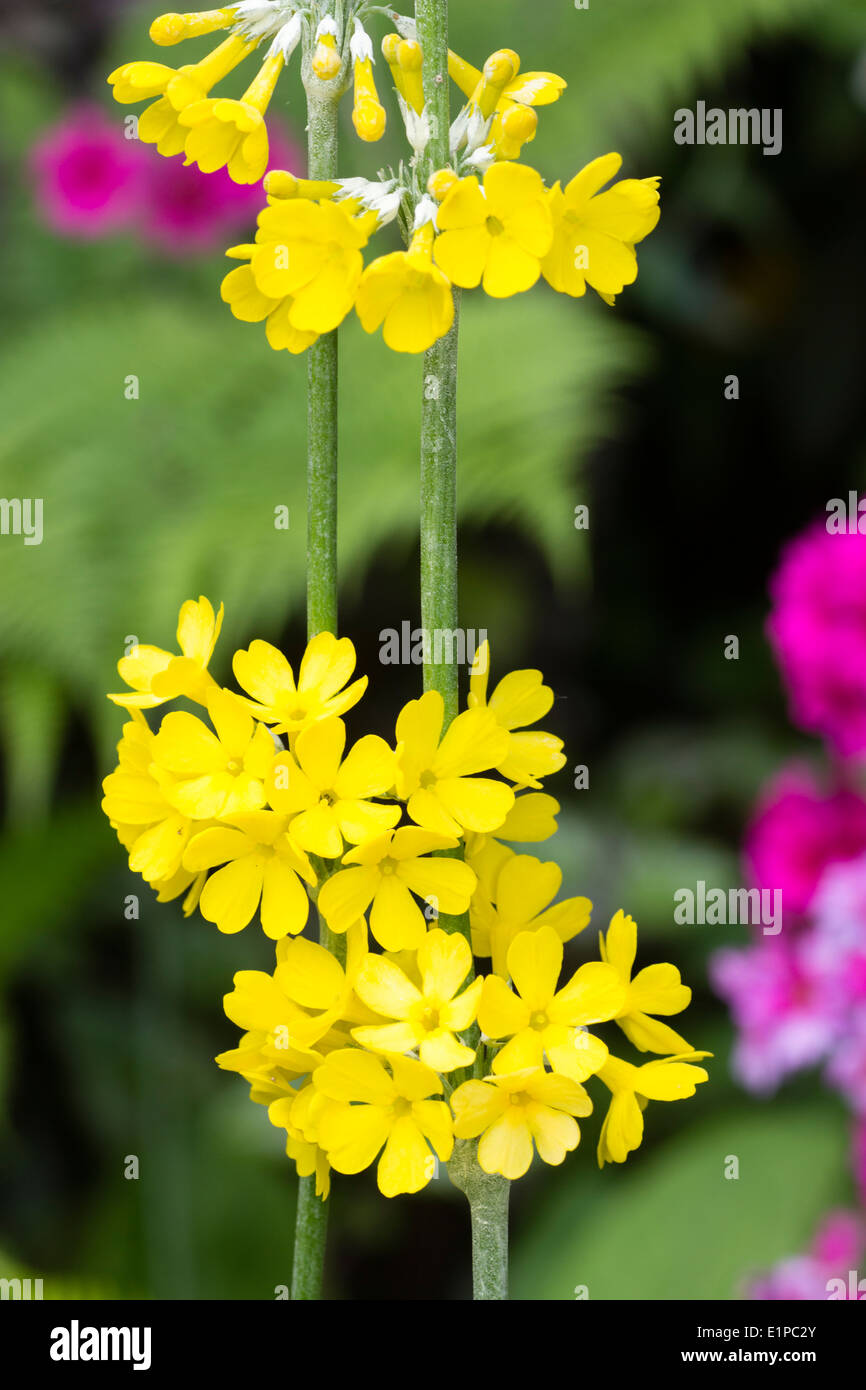Whorls of yellow primrose flowers adorn the stem of a candelabra primula, Primula helodoxa Stock Photo