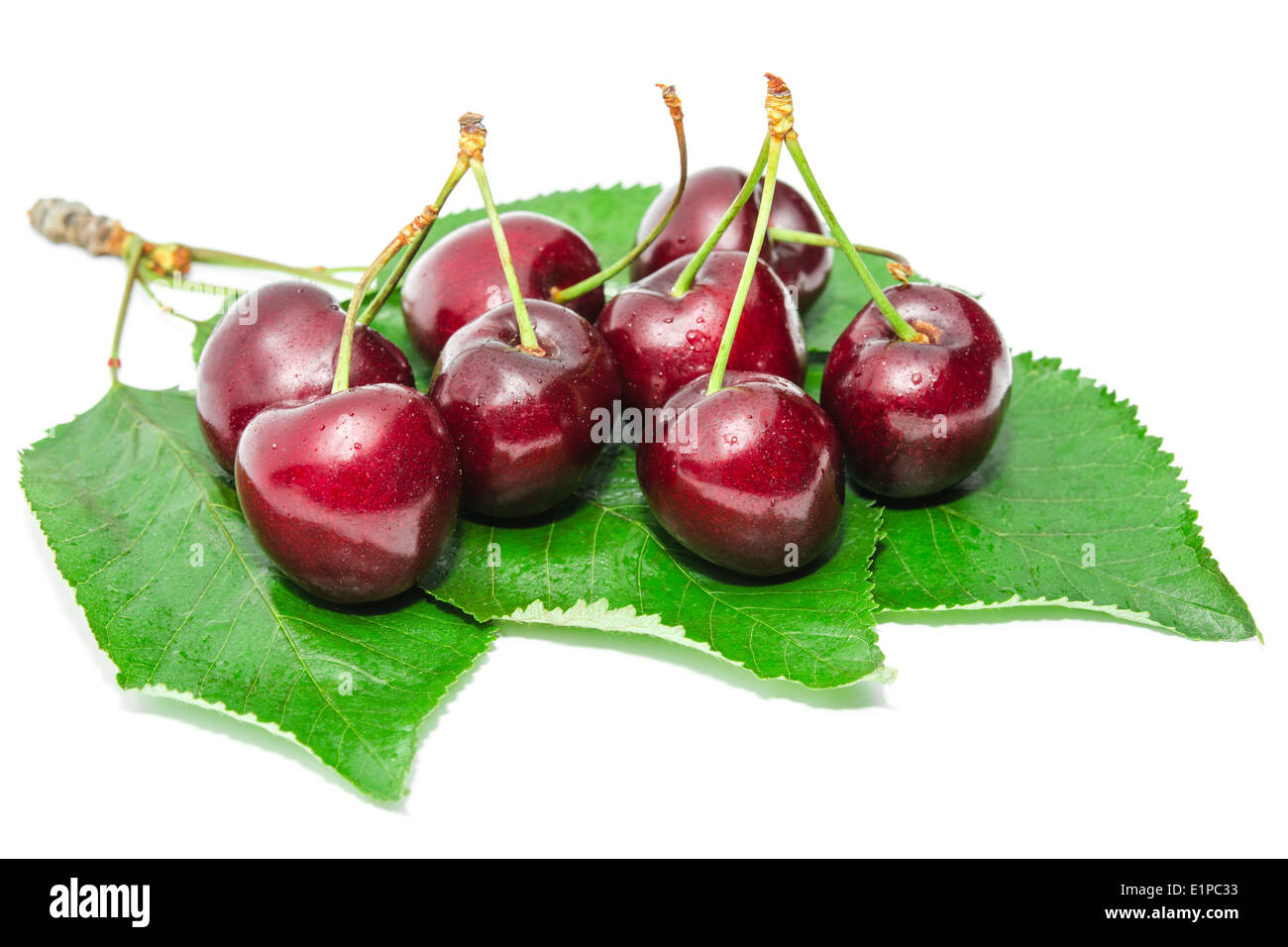 Dark vinous ripe sweet cherry juicy tasty berry on fresh wet leafage with water drops isolated Stock Photo
