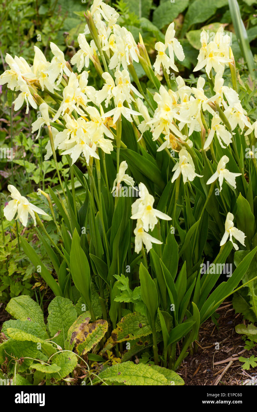 Orchid like flowers of the hardy ginger, Roscoea cautleyoides Stock Photo