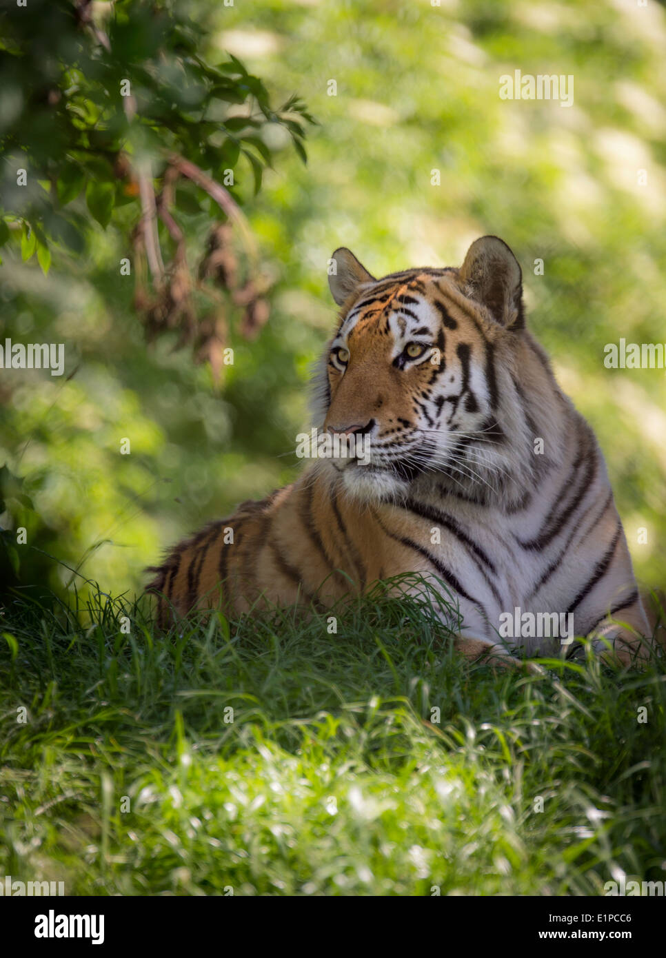 Male Amur tiger relaxing among trees Stock Photo - Alamy