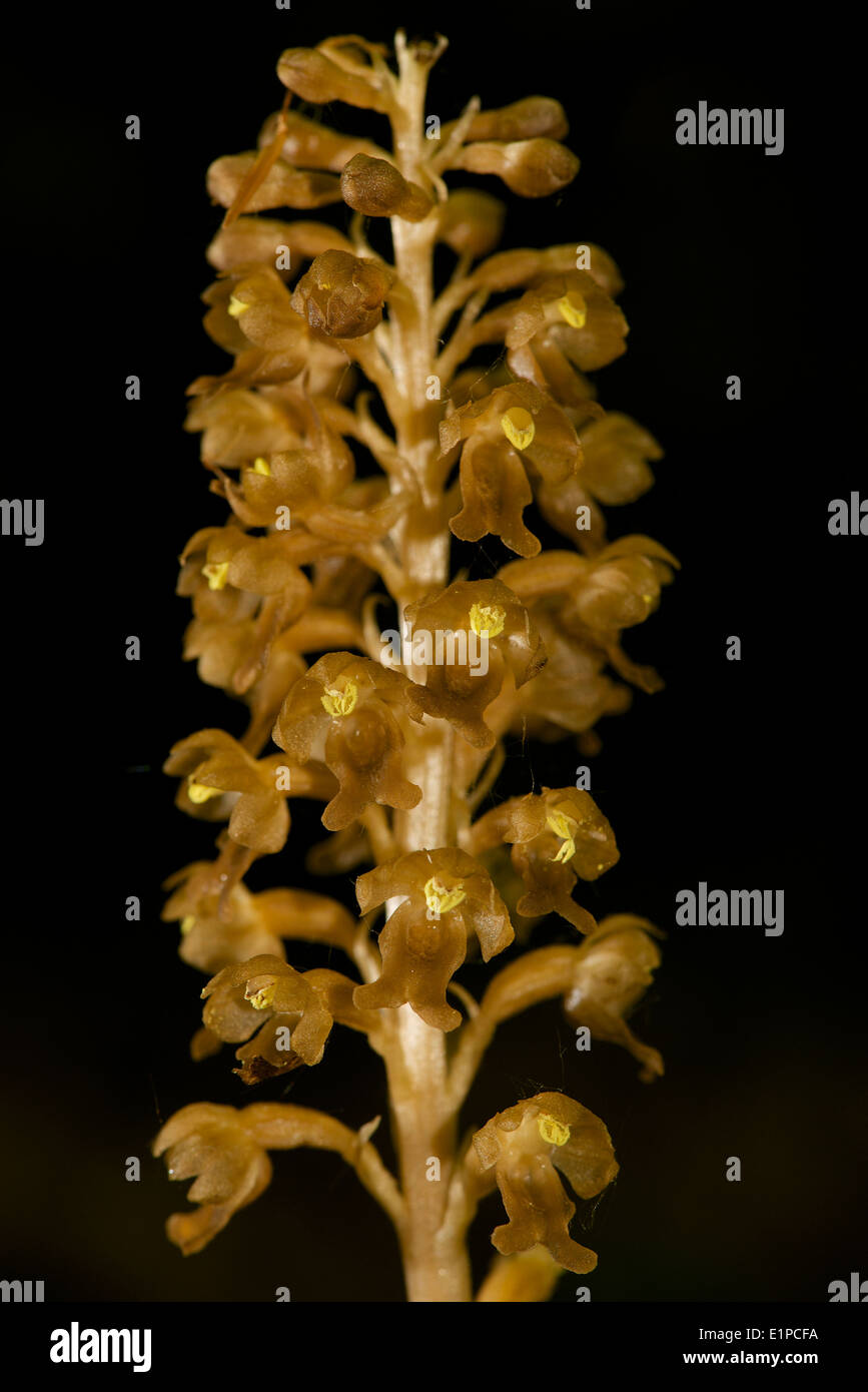 Bird's nest orchid flower spike showing 'lack of colour' due to no chlorophyll. Stock Photo