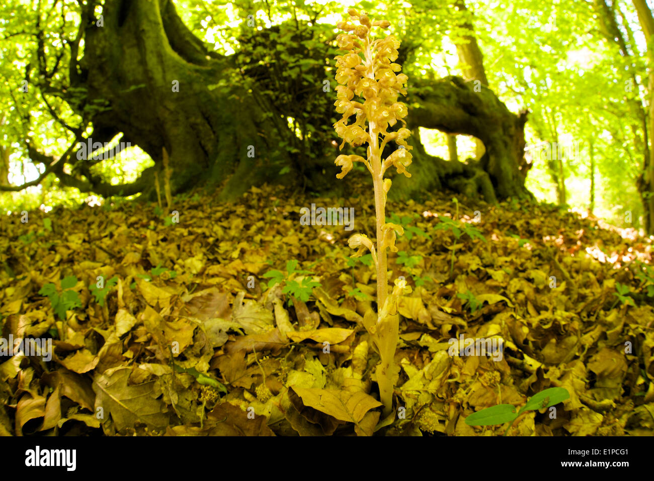 Bird's nest orchid in woodland setting showing shady habitat and ease of overlooking this cryptic species. Stock Photo