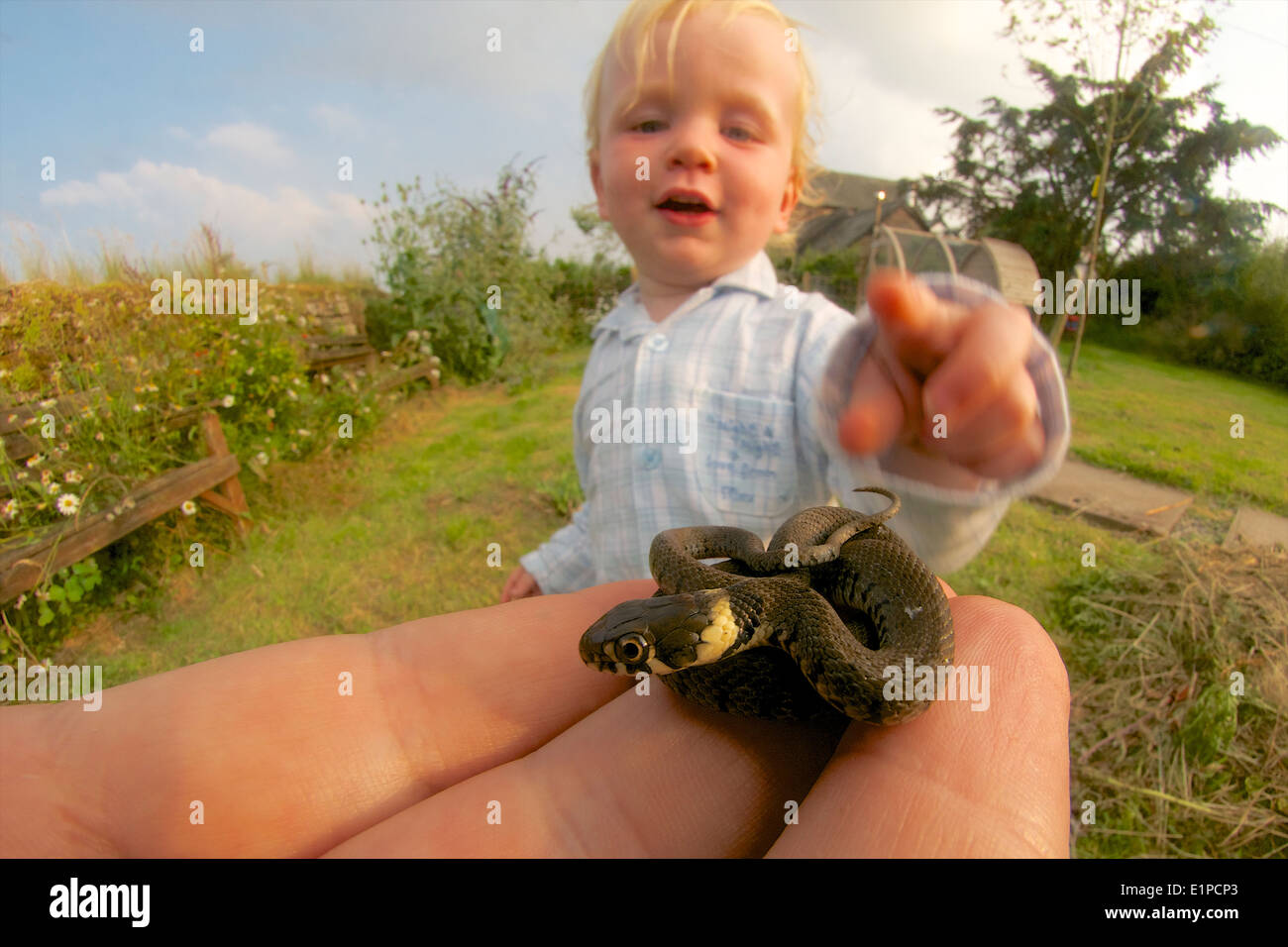 toddler being introduced to a young grass snake Stock Photo