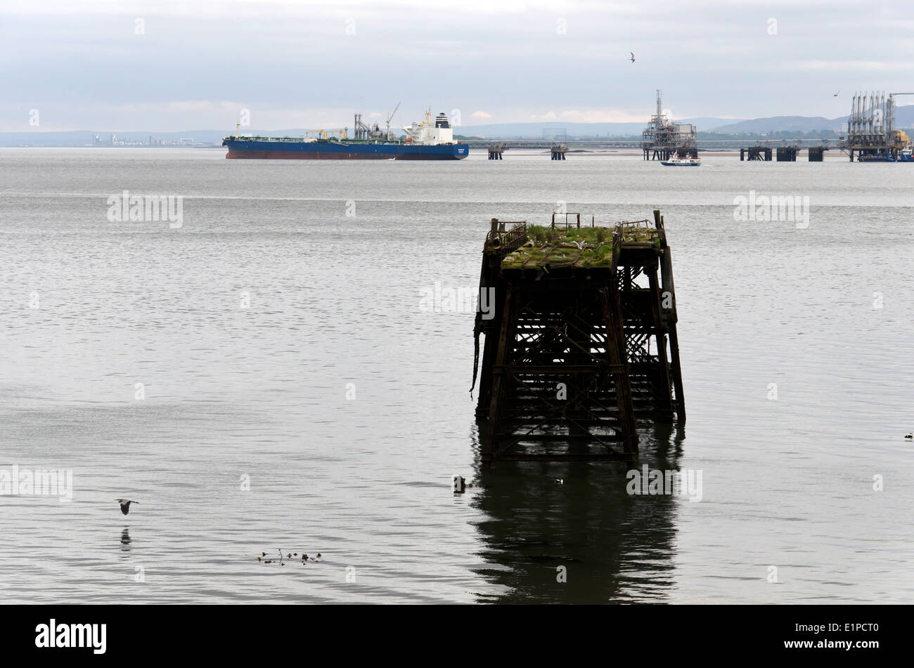 Terns roosting on an old pier near Inverkeithing, Fife, Scotland. The Hound Point oil terminal is in the background. Stock Photo