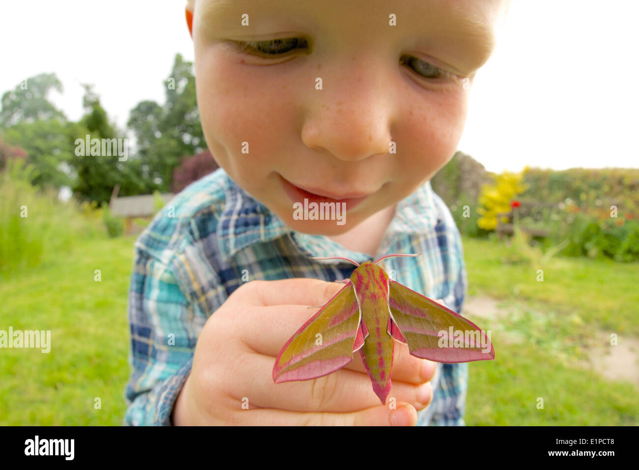 toddler with elephant hawk moth Stock Photo