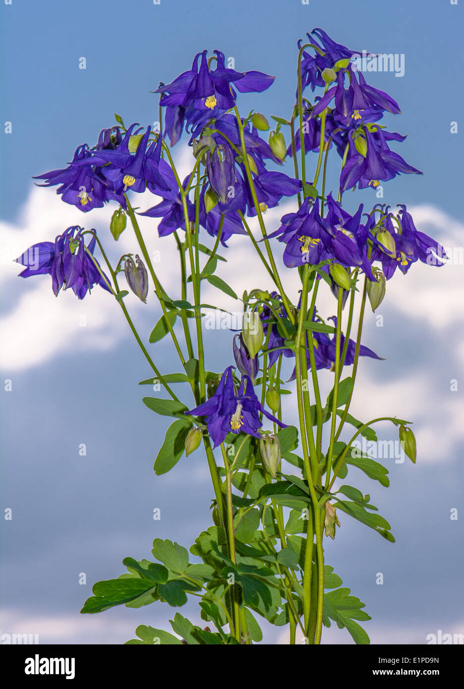 Purple Blooming Larkspur And Cloudy Sky Stock Photo