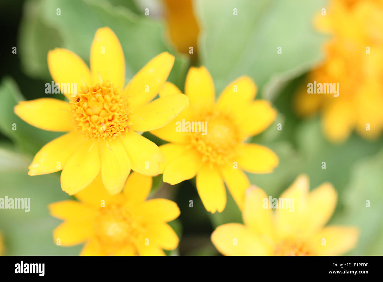 Macro yellow hi-res stock photography and images - Alamy