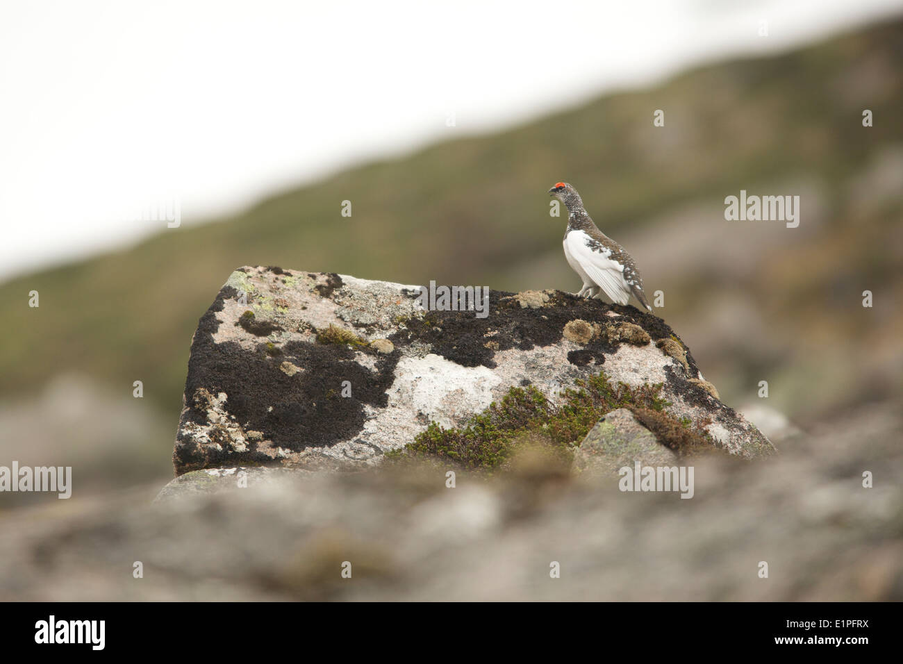 male ptarmigan in mountain habitat Stock Photo
