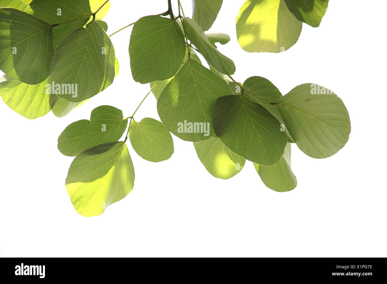 Pattern green leaf isolated on white background Stock Photo - Alamy