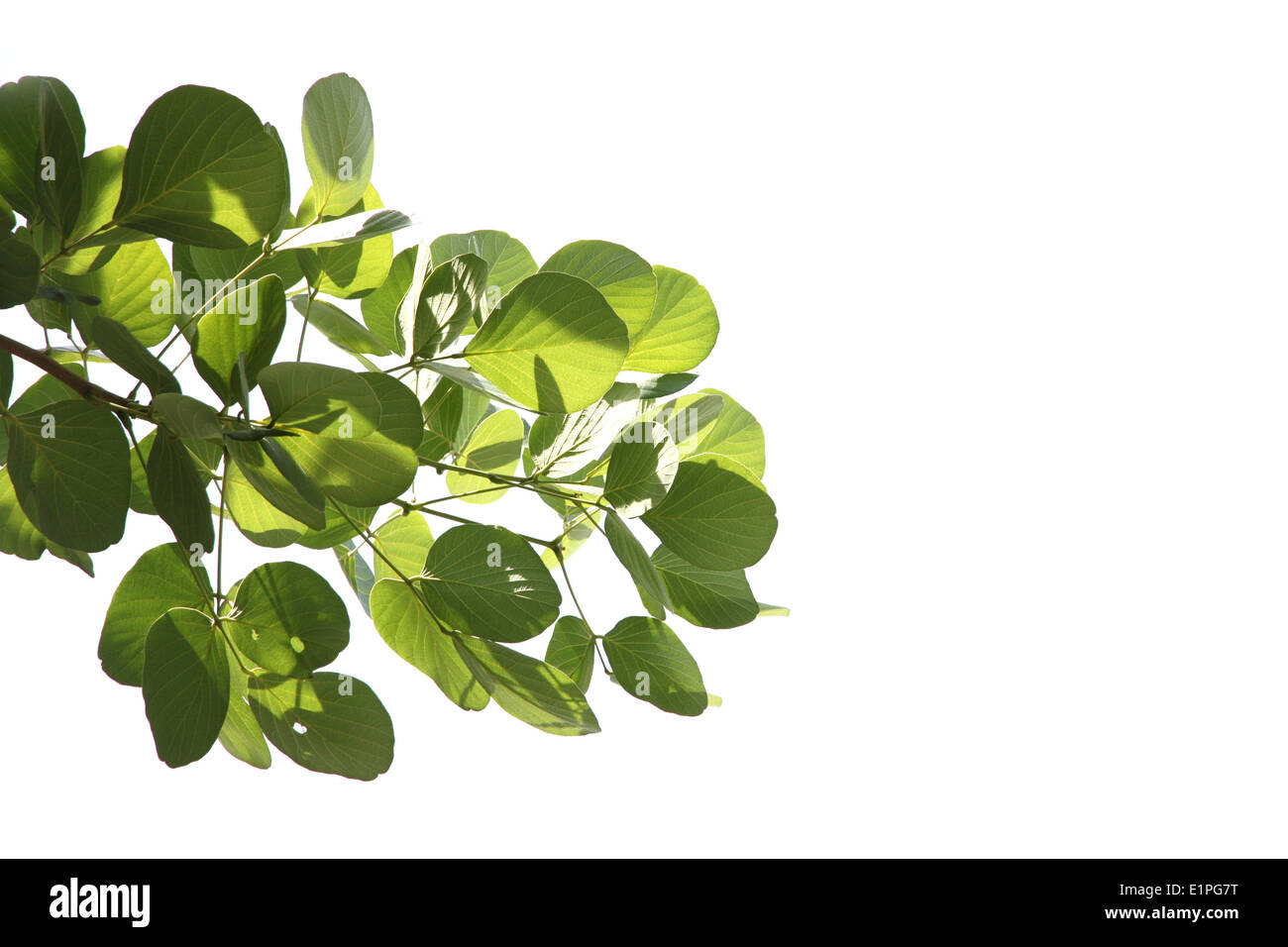 Pattern green leaf isolated on white background Stock Photo - Alamy