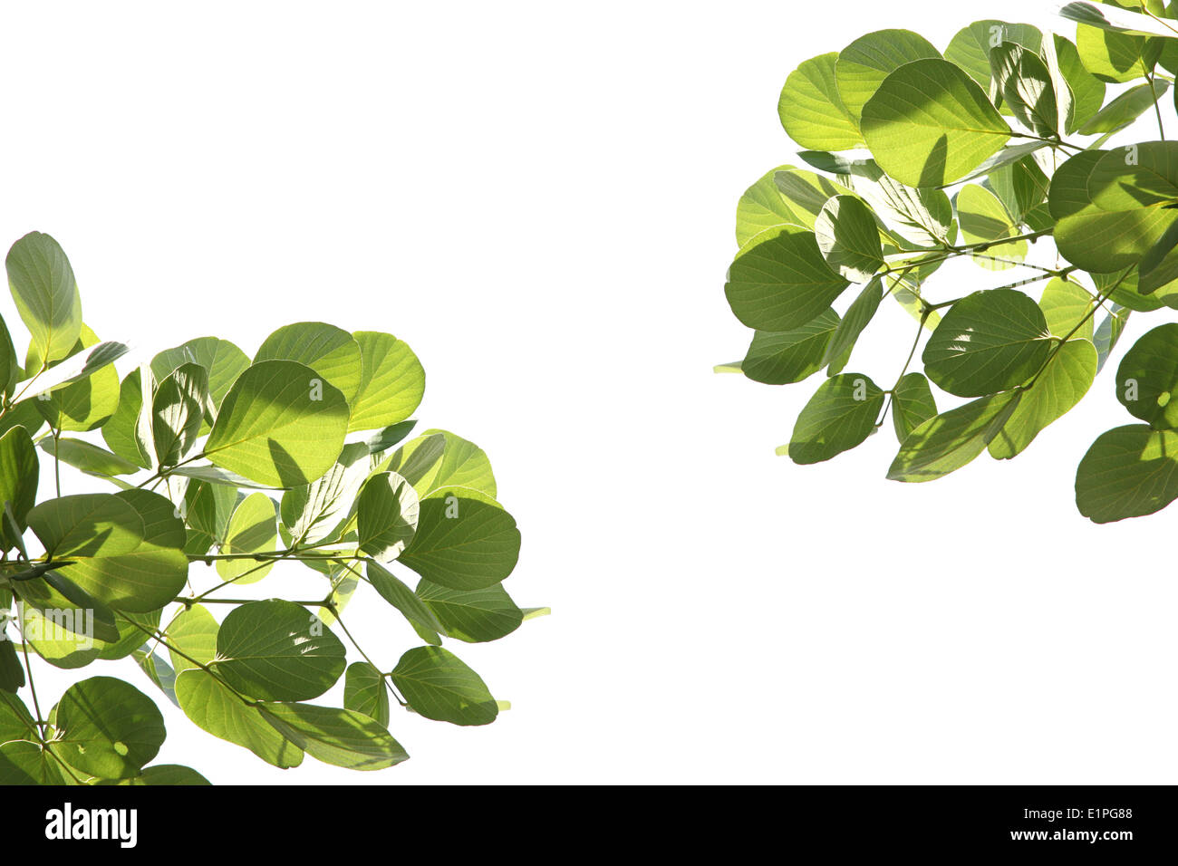 Pattern green leaf isolated on white background Stock Photo - Alamy