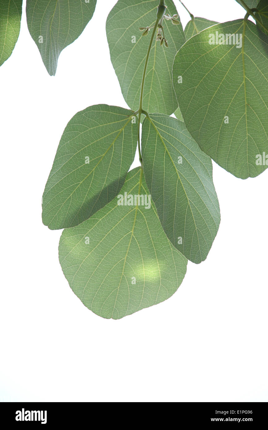 Pattern green leaf isolated on white background Stock Photo - Alamy