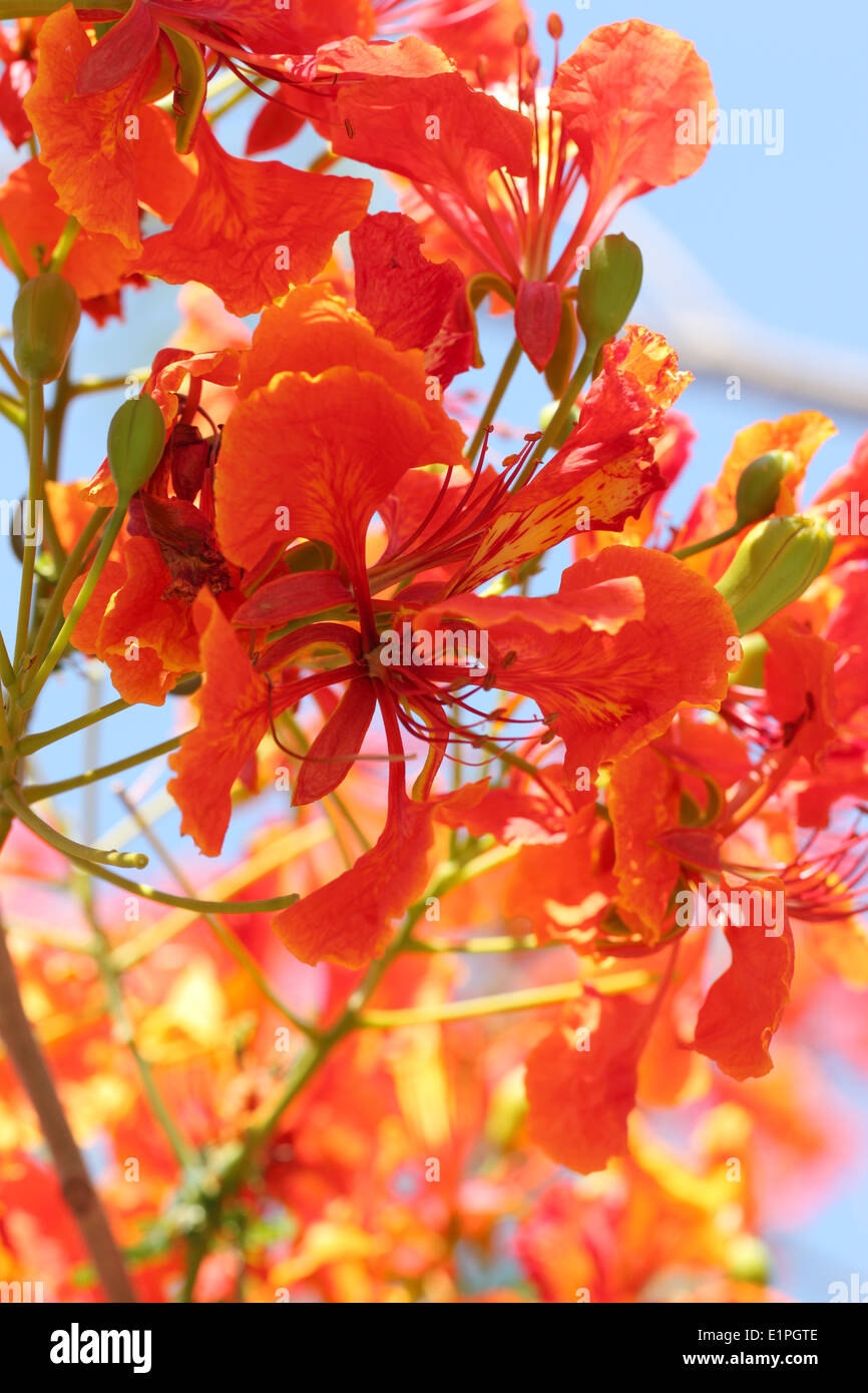 Flame Tree Flower in macro focus. Stock Photo