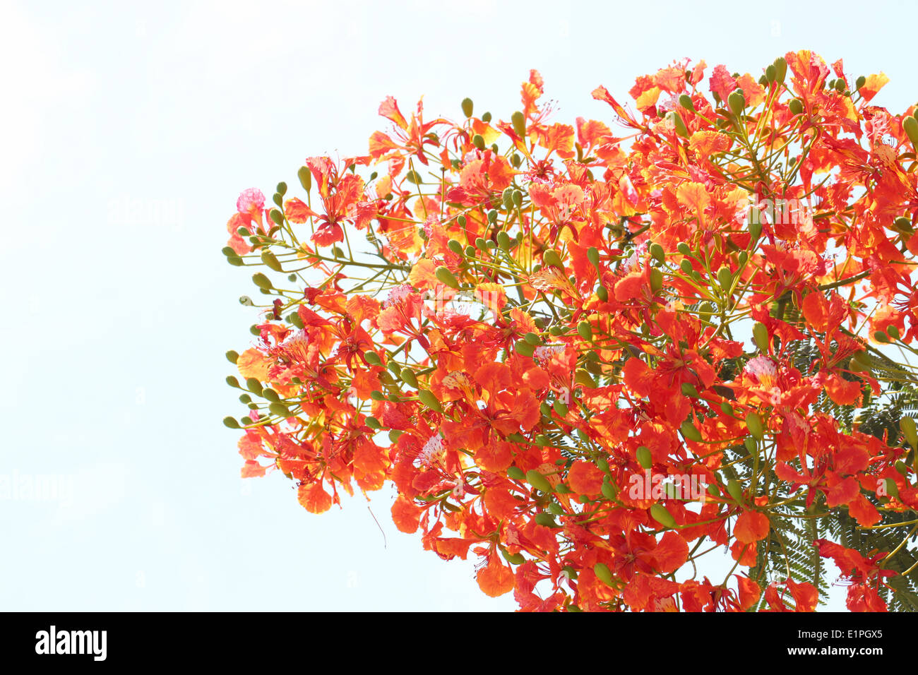 Flame Tree Flower on white background. Stock Photo
