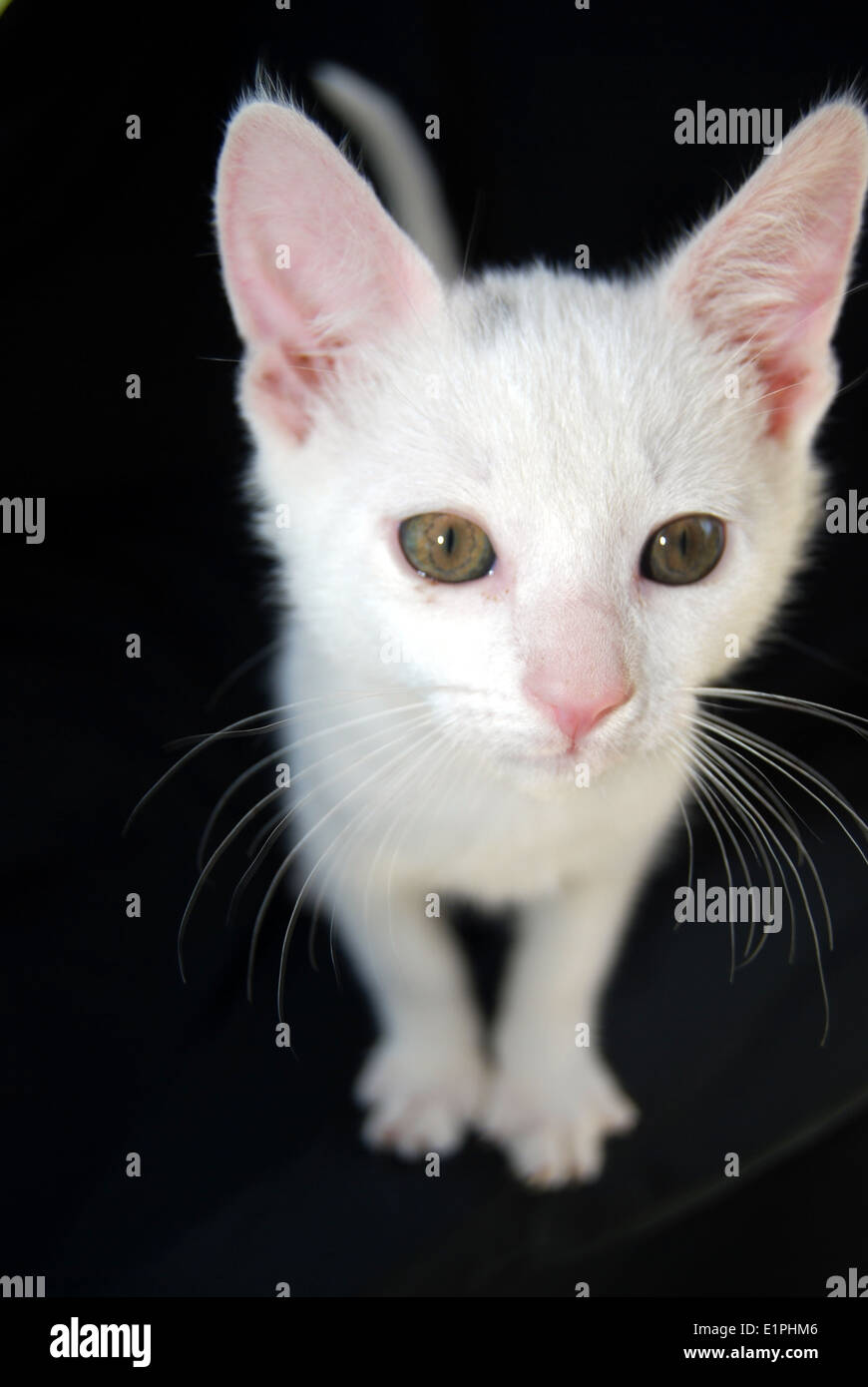 A white kitten looking up with black background Stock Photo - Alamy