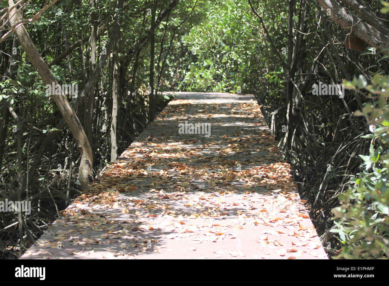 Walkway on mangrove forest in nature trail. Stock Photo