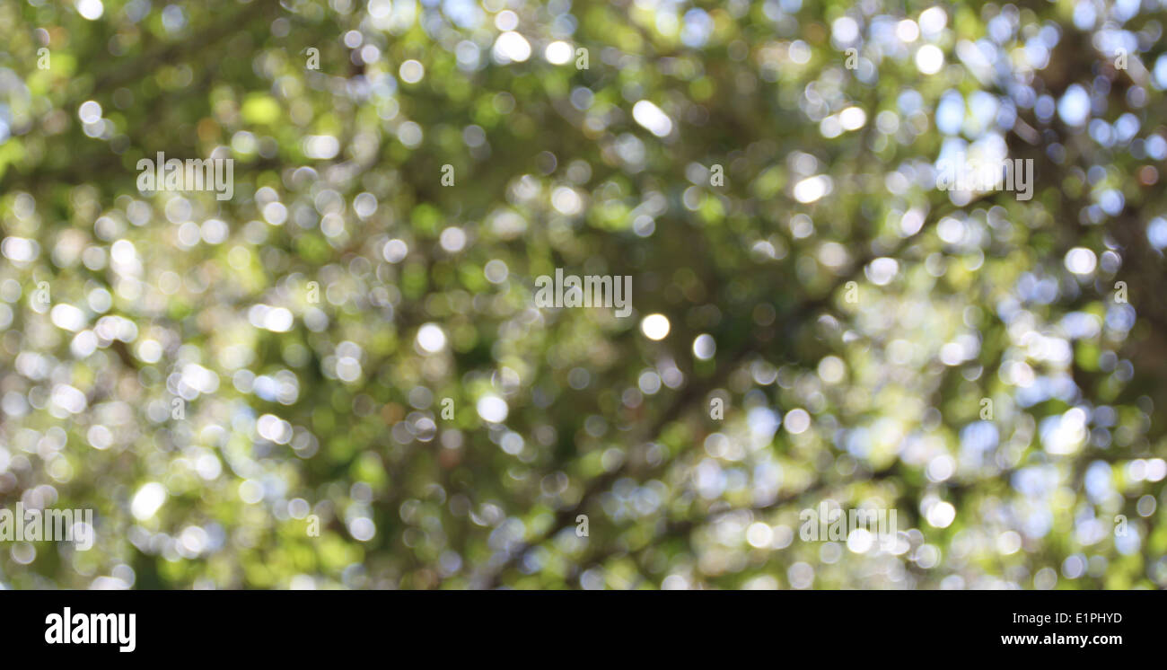 The bokeh background of green trees. Stock Photo
