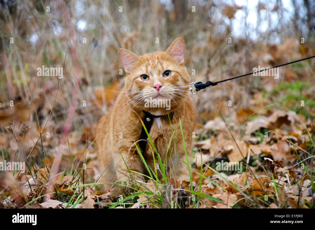 Red cat on a leash sits at the autumn grass and looking into the lens Stock Photo