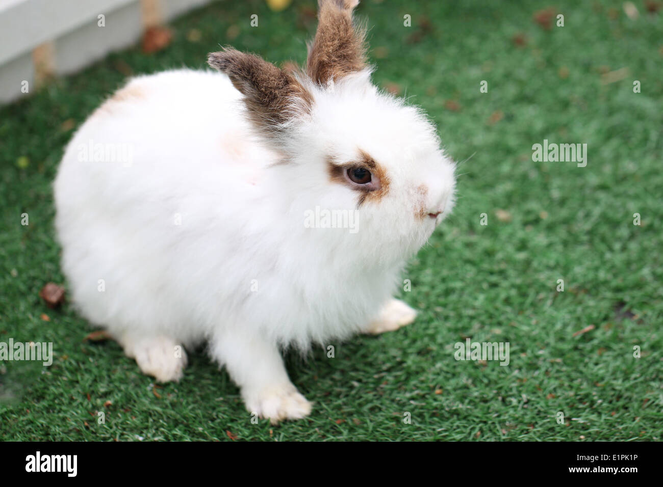 white rabbit's fur fluffy on lawn in the garden Stock Photo Alamy