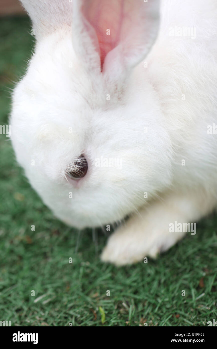 white rabbit's fur fluffy on lawn in the garden Stock Photo Alamy